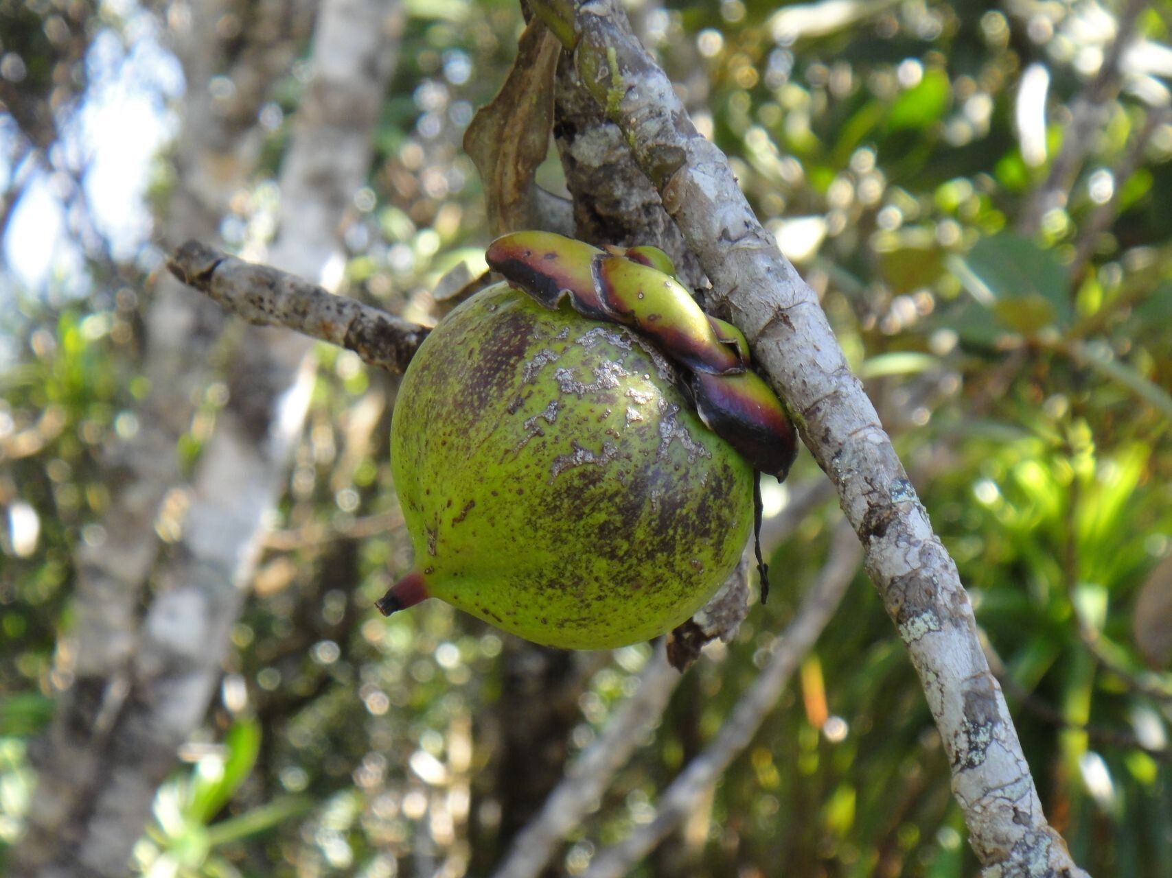 Strasburgeria robusta fruit