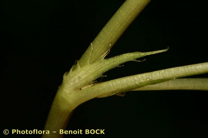 Viola anagae bark