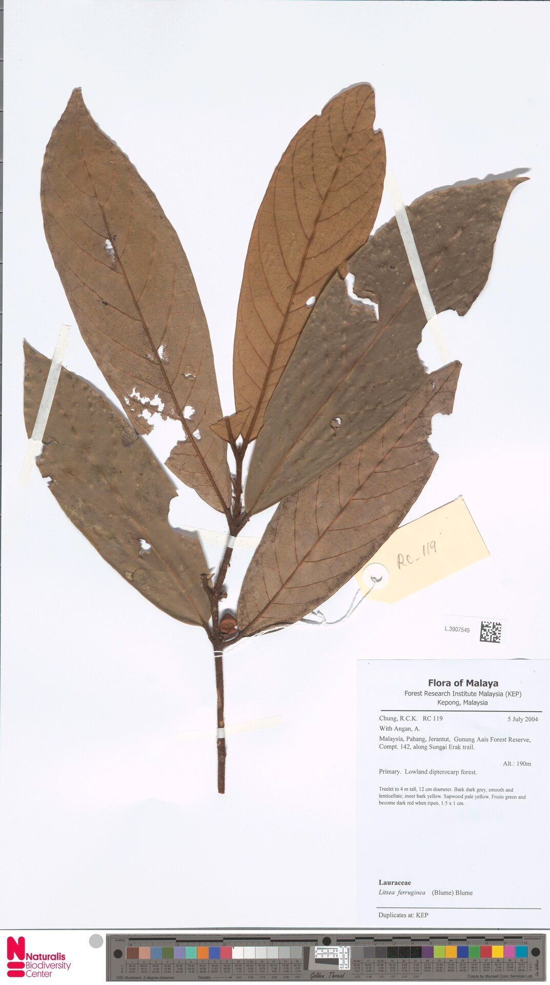 Litsea ferruginea other