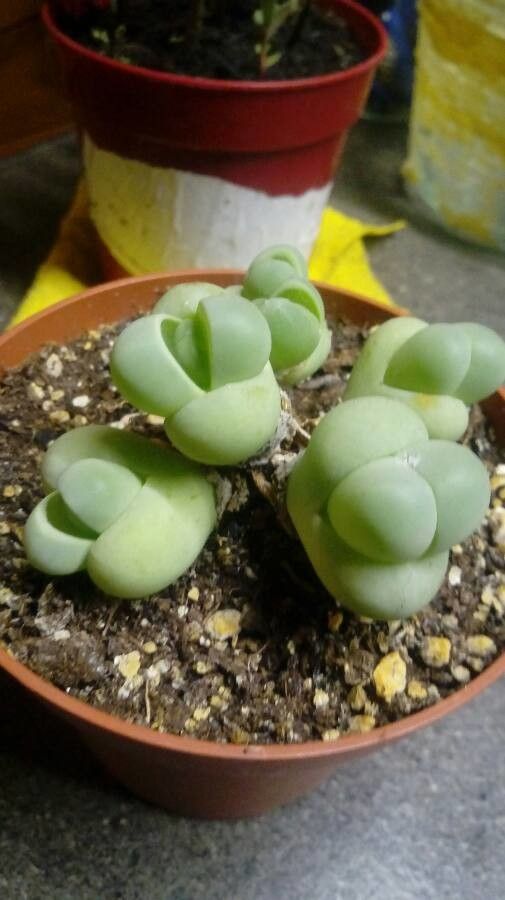 Gibbaeum heathii — related species from the same genus