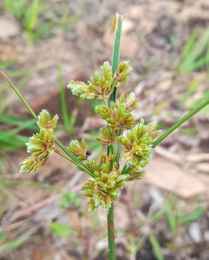 Cyperus surinamensis fruit