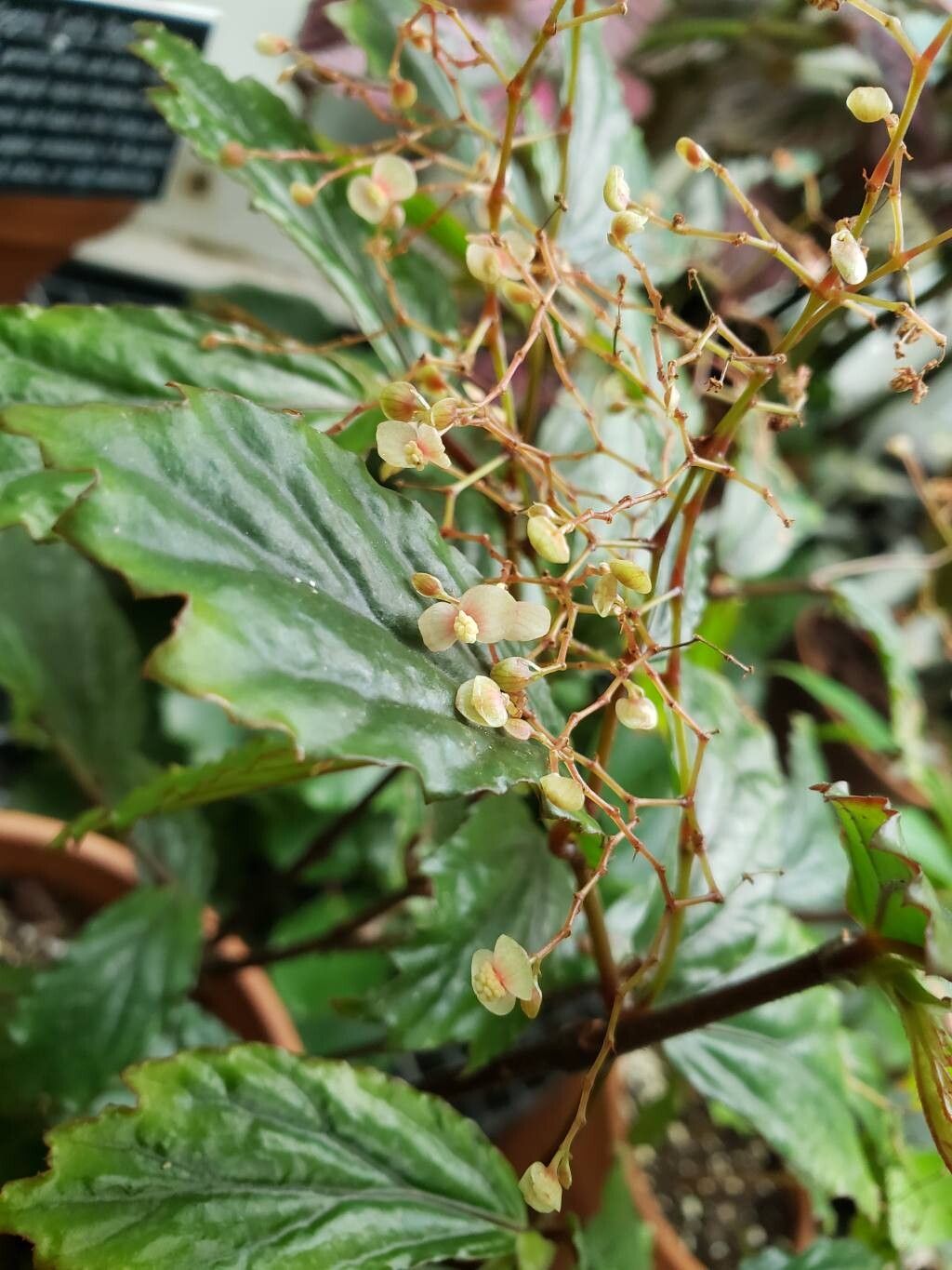 Begonia mabberleyana flower