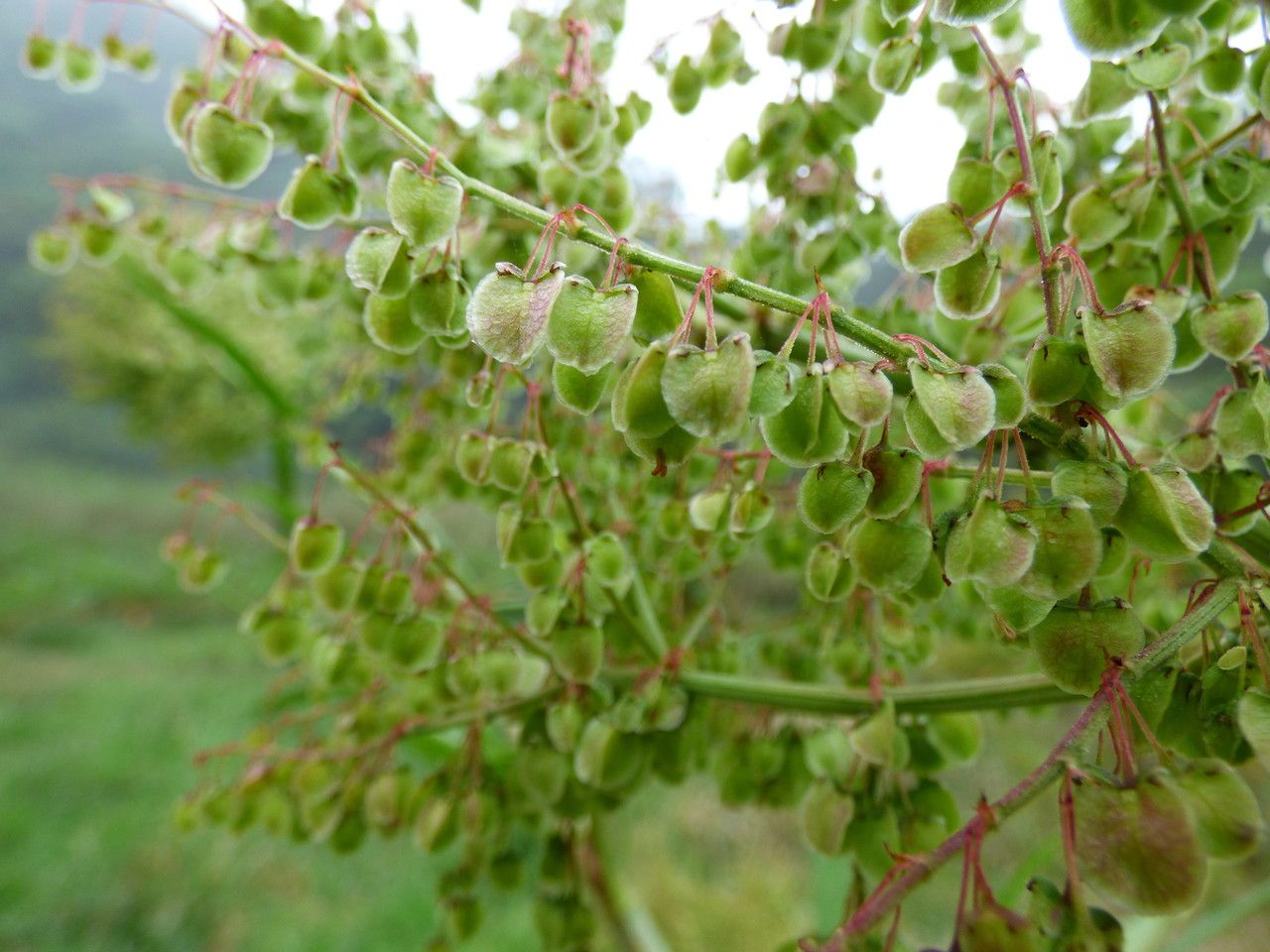 Rumex abyssinicus fruit