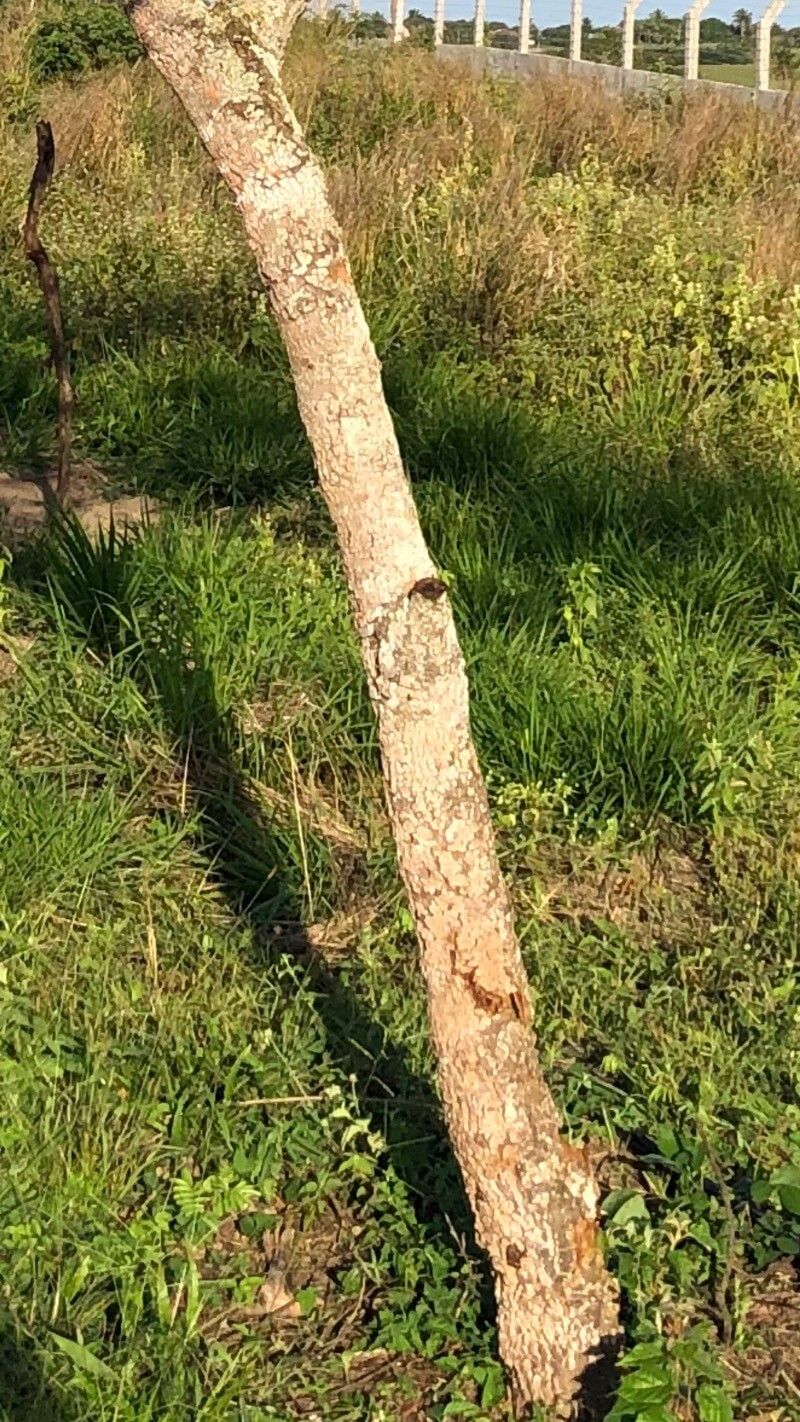 Pterodon emarginatus bark