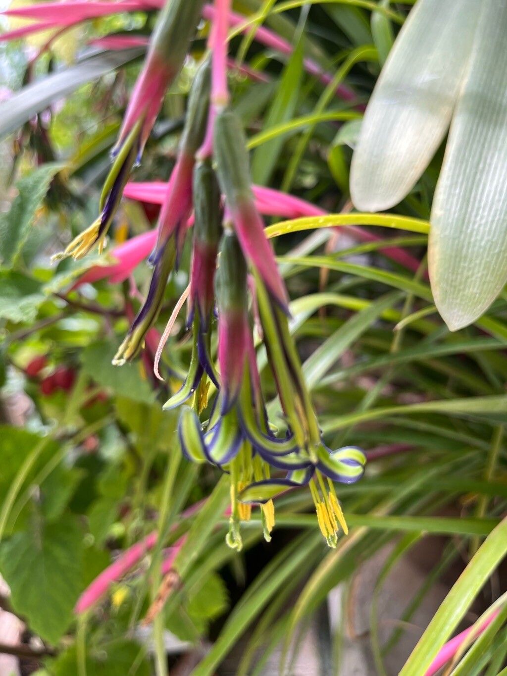 Billbergia eloisiae flower