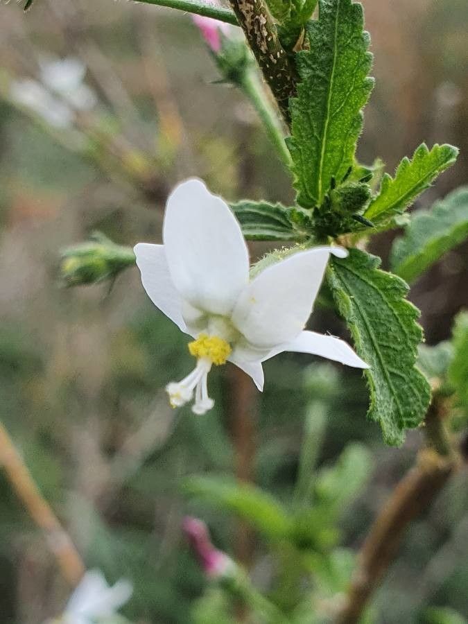 Hibiscus micranthus flower