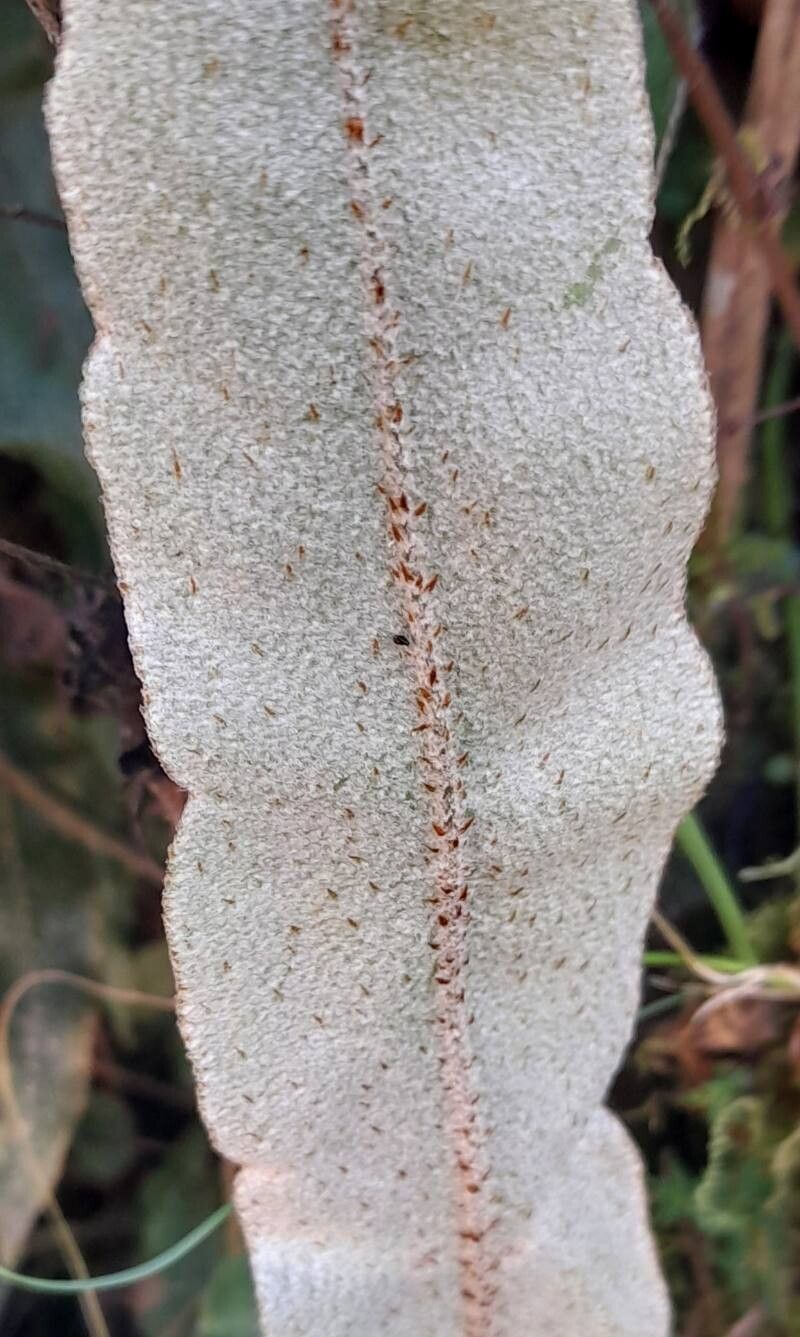 Elaphoglossum crassipes leaf