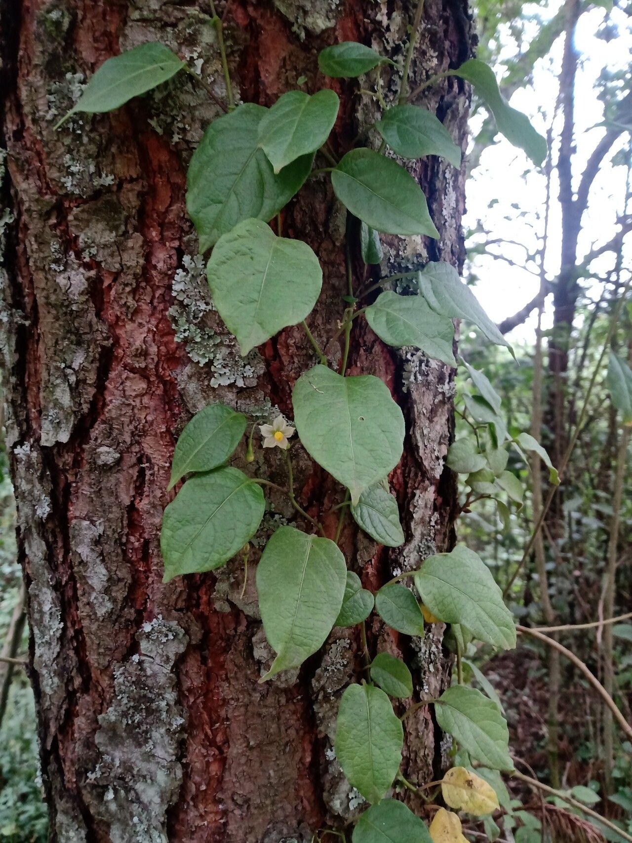 Solanum ionidium habit