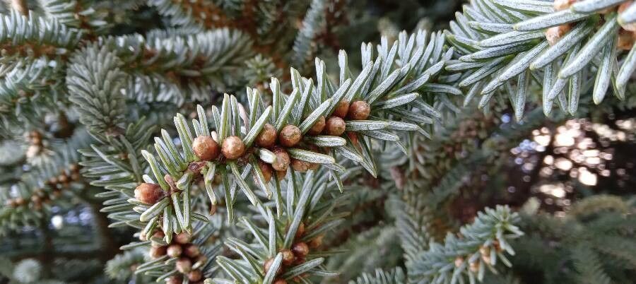 Abies pinsapo flower