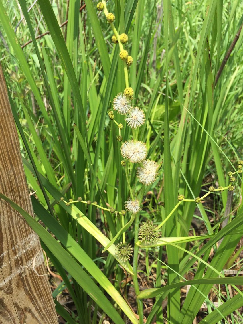 Sparganium androcladum habit