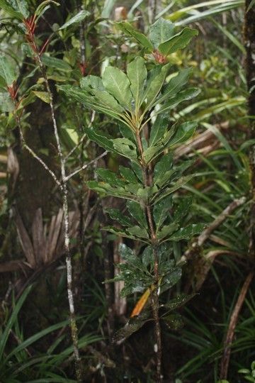 Pittosporum paniense habit