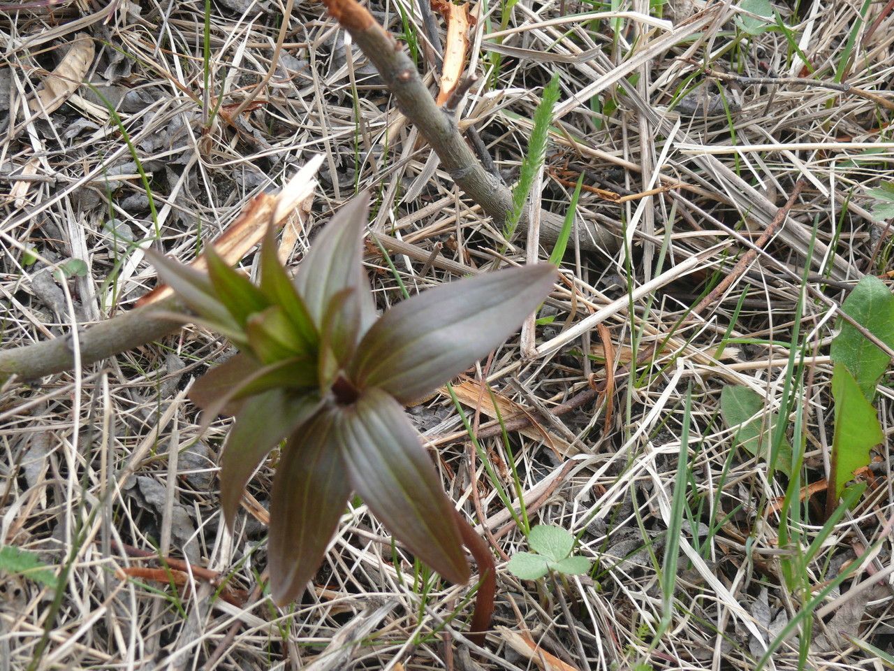 Fritillaria camschatcensis habit