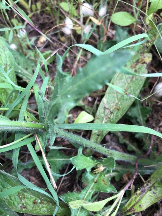 Dimorphotheca tragus — search result for 'Dimorphotheca'