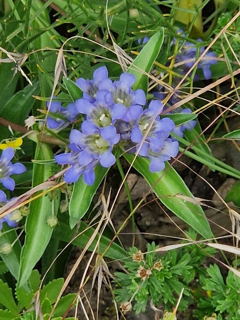 Gentiana decumbens flower
