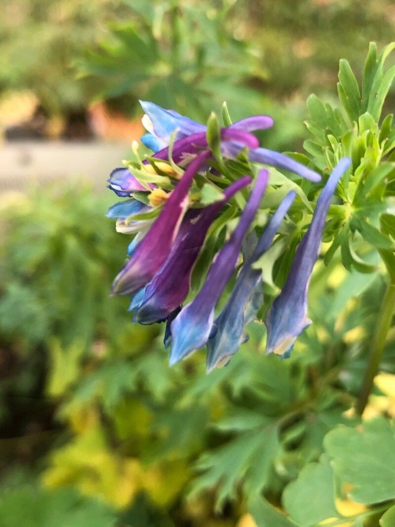Corydalis wilsonii — houseplant care guide