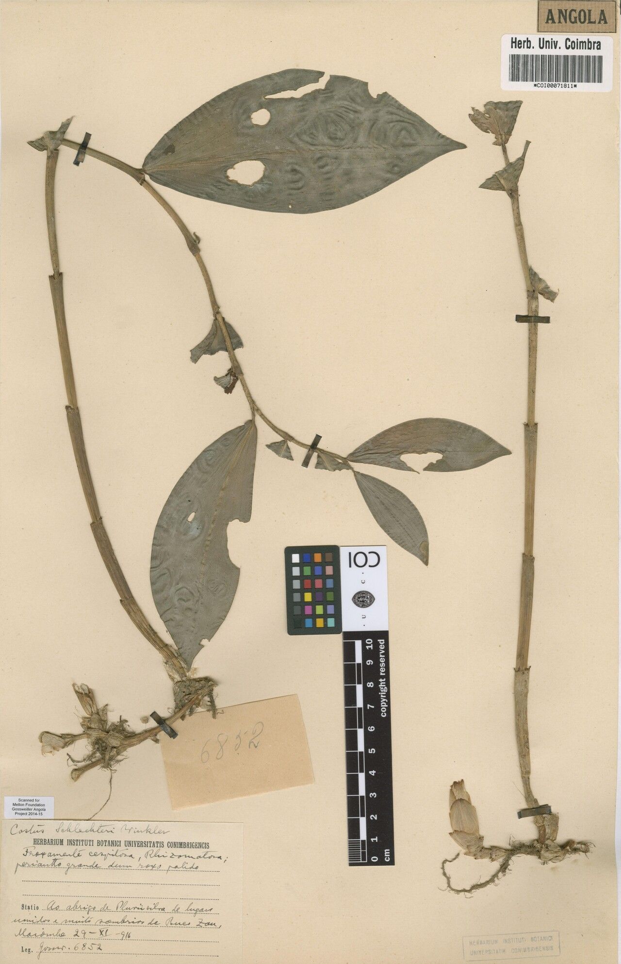 Costus schlechteri — houseplant care guide