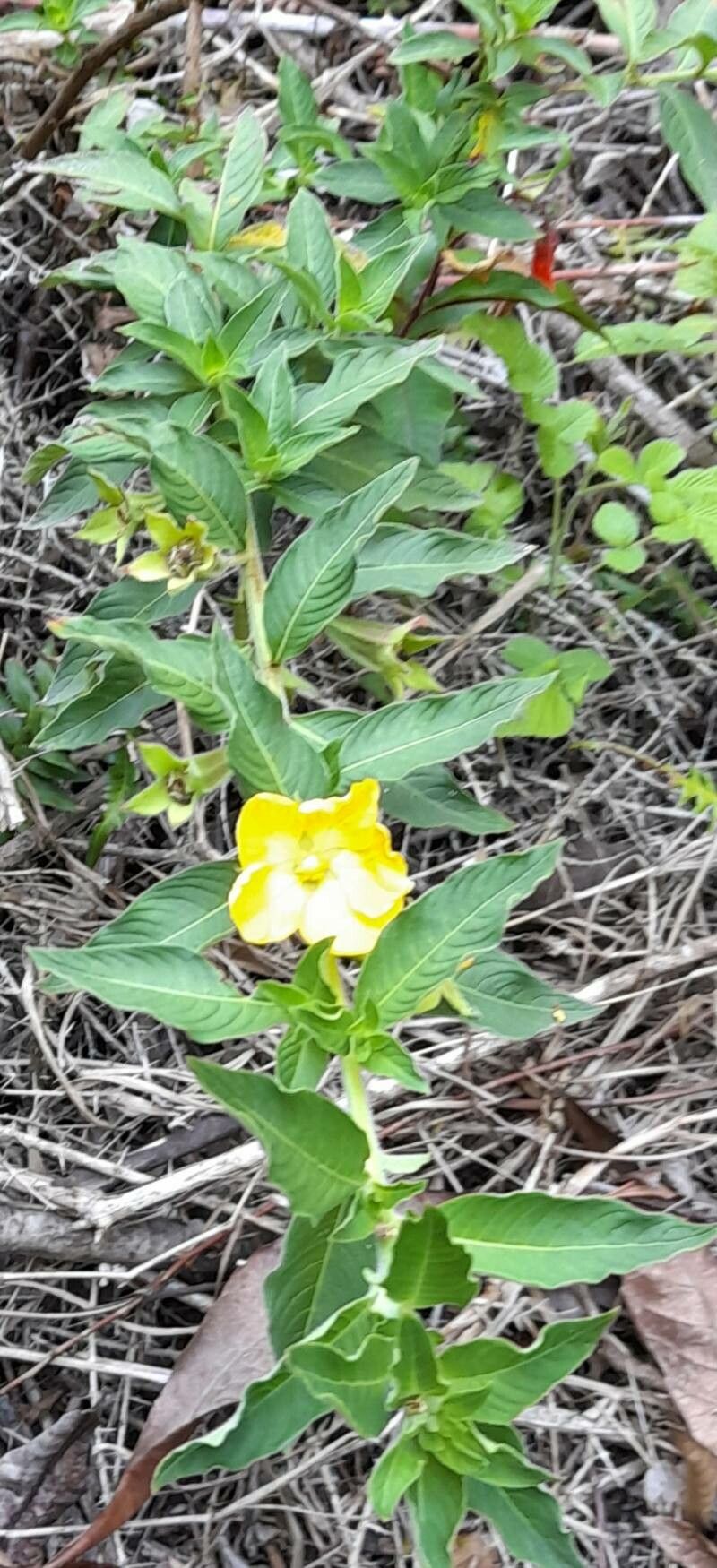 Ludwigia peruviana habit