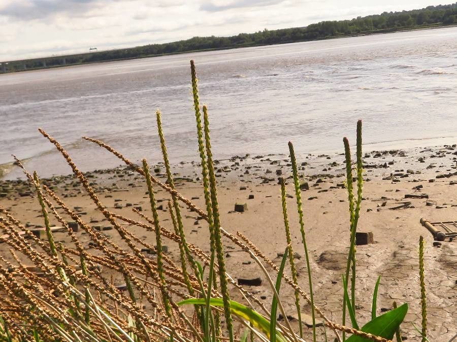 Plantago maritima flower
