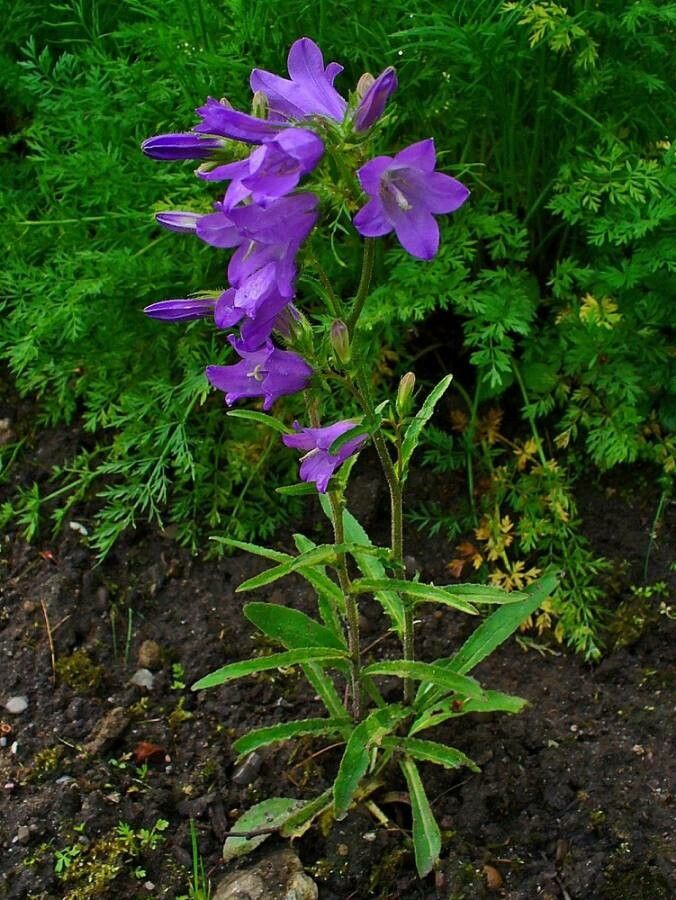 Campanula sibirica habit
