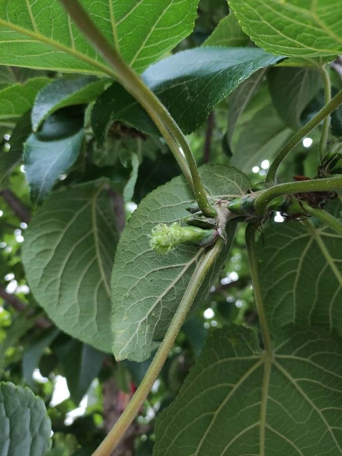 Populus lasiocarpa flower