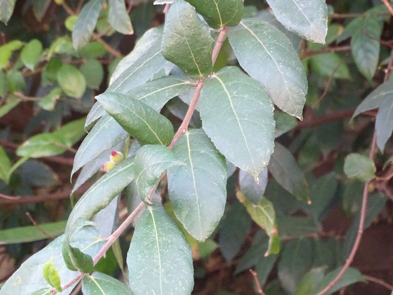 Ficus coronata — search result for 'Ficus'