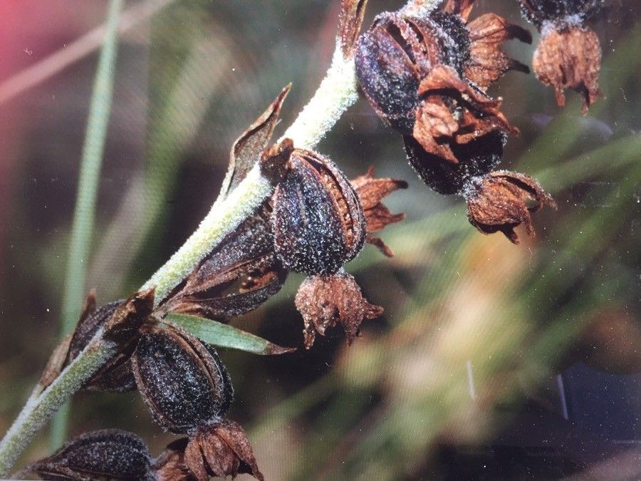 Epipactis kleinii fruit
