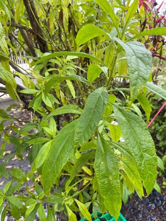 Neurolaena lobata — houseplant care guide