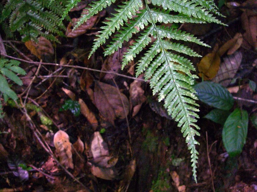 Stigmatopteris lechleri leaf