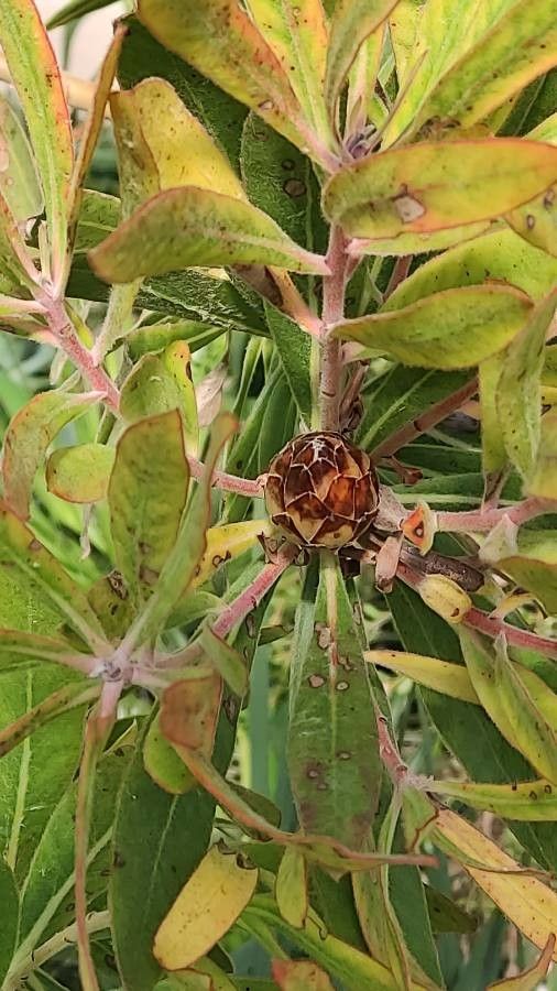 Protea neriifolia flower