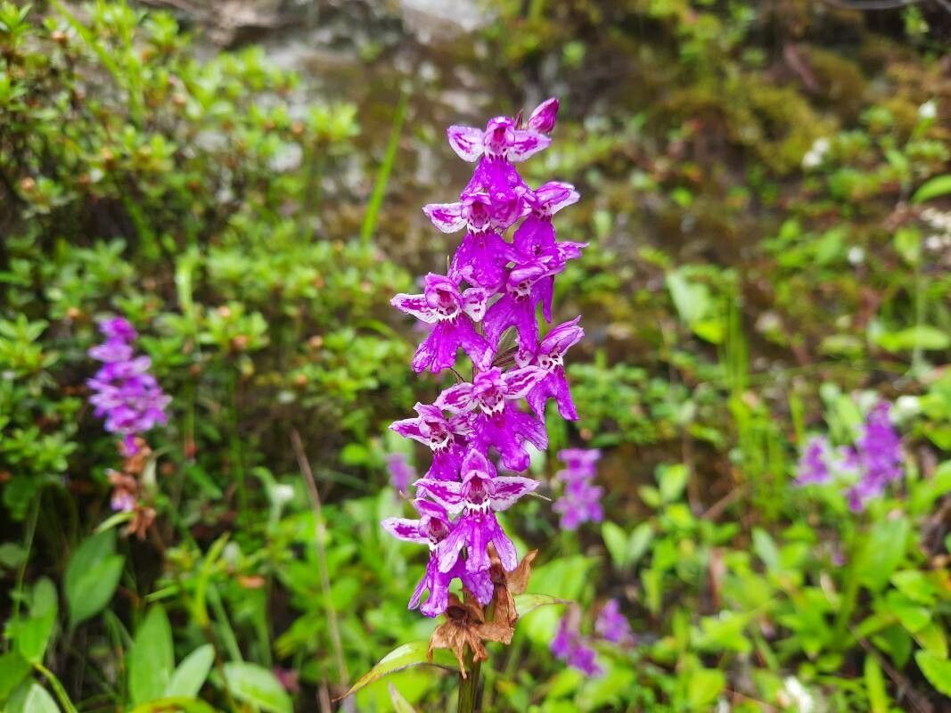 Hemipilia chusua — related species from the same genus