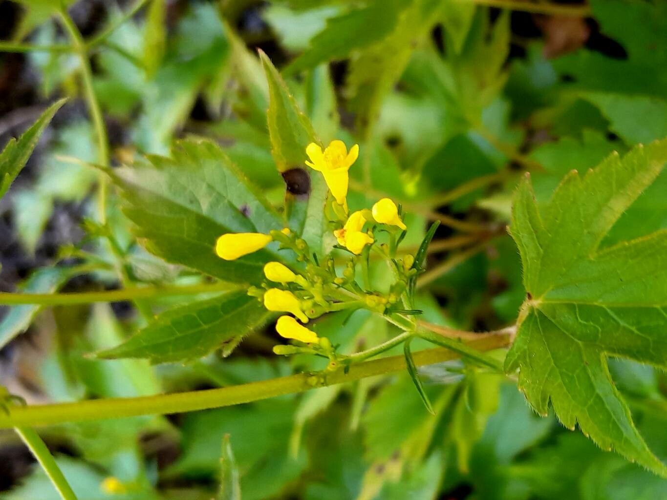 Patrinia trifoliata flower