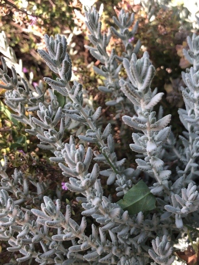 Teucrium homotrichum — search result for 'Teucrium'