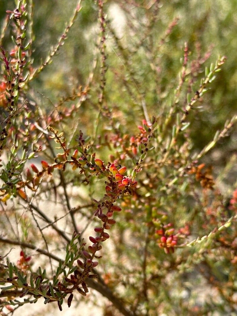 Halogeton sativus leaf