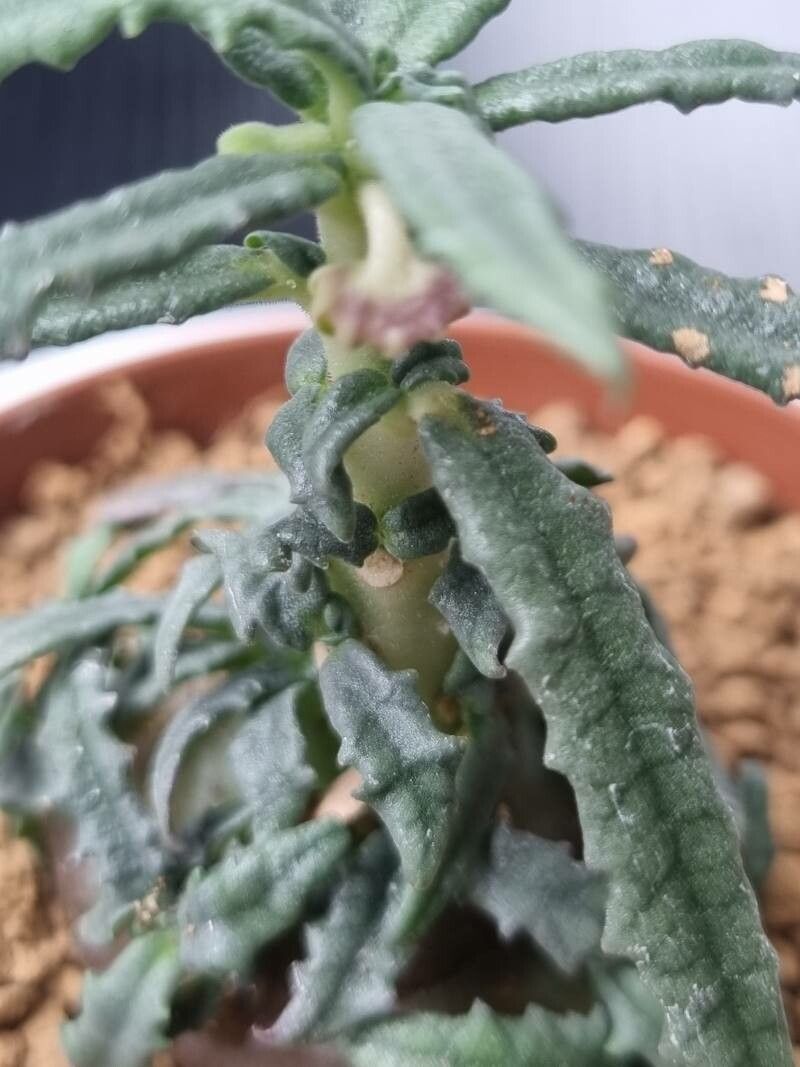 Dorstenia hildebrandtii flower