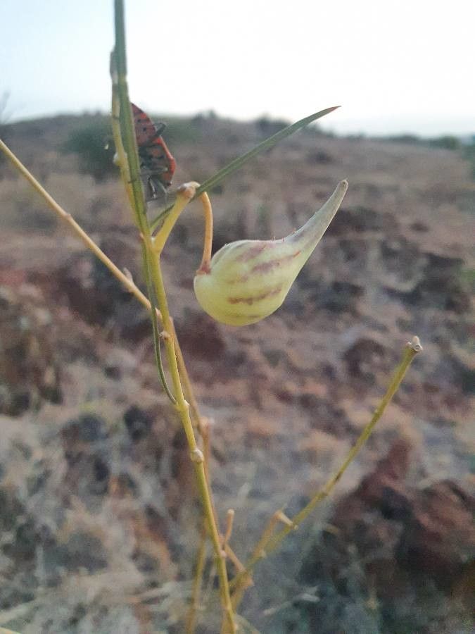 Gomphocarpus integer fruit