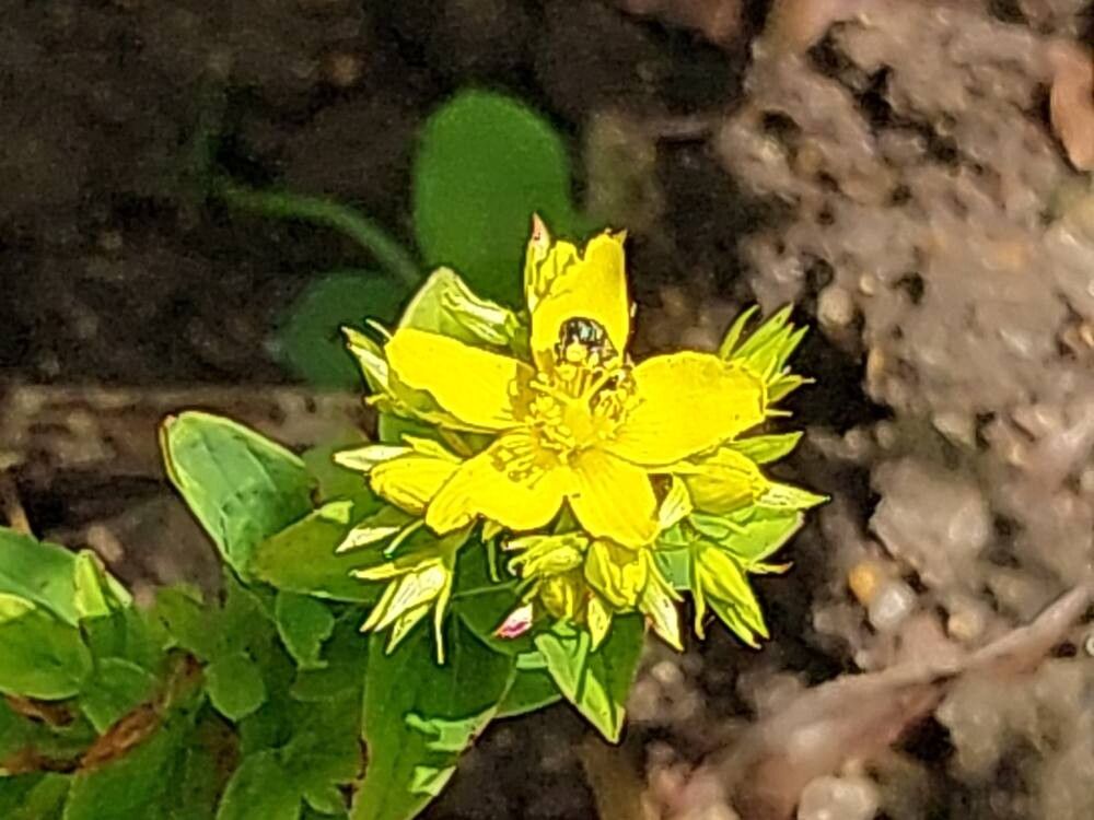 Hypericum orientale flower