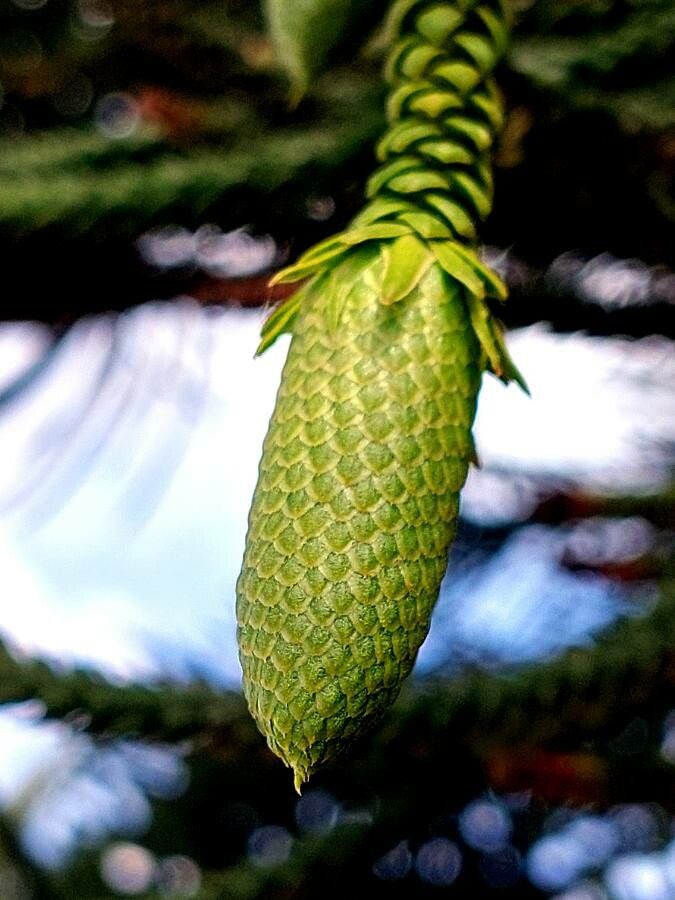 Araucaria montana fruit