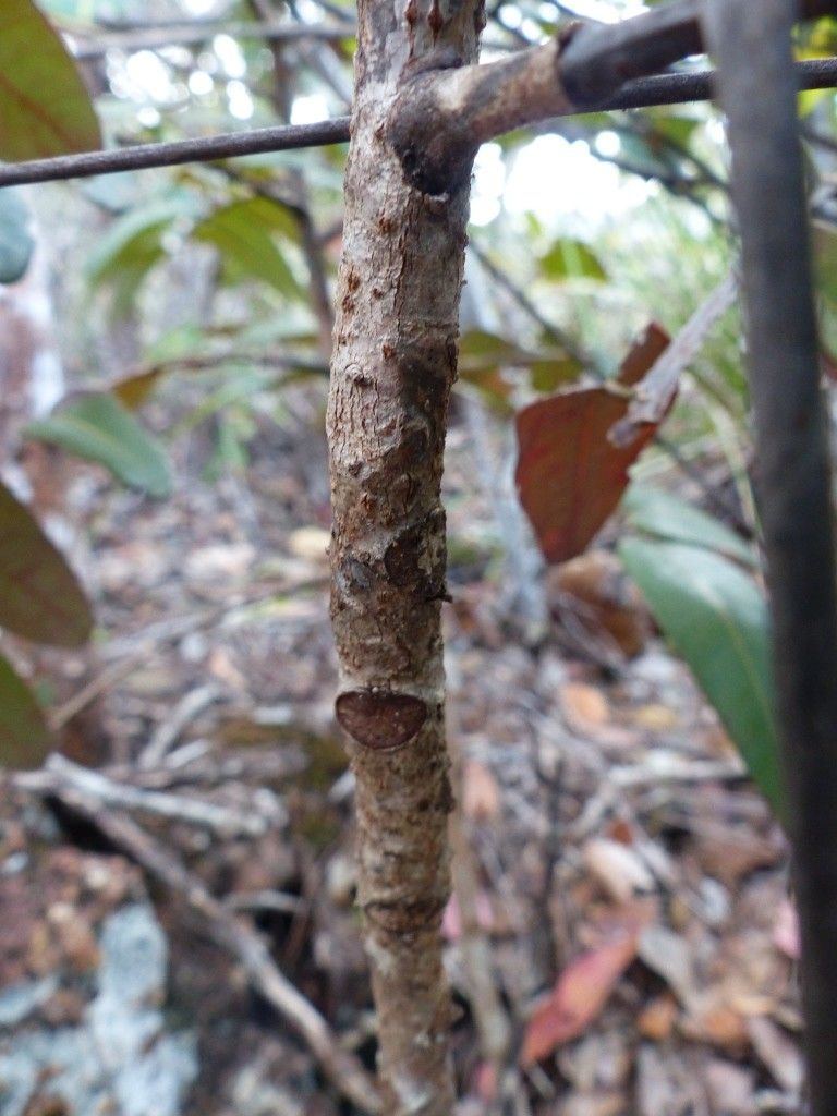 Phyllanthus pterocladus bark