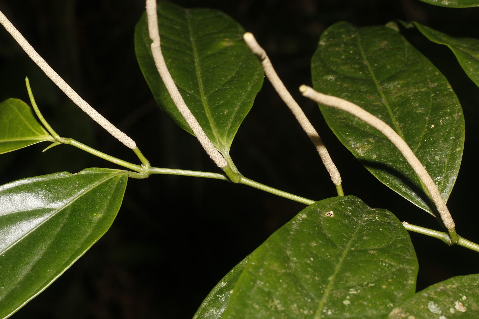 Piper concinnifolium — houseplant care guide