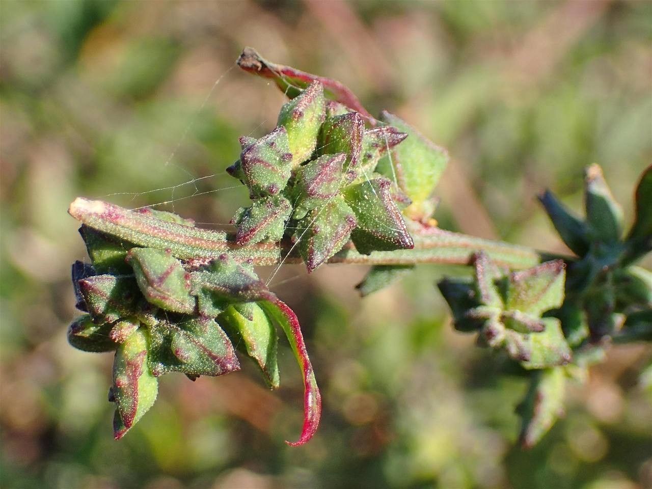 Chenopodium strictum fruit
