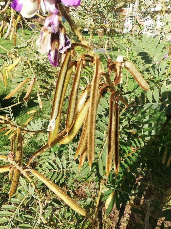 Tephrosia vogelii fruit