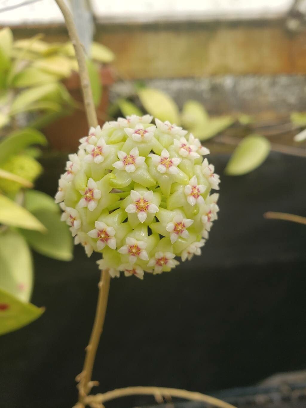 Hoya cinnamomifolia flower