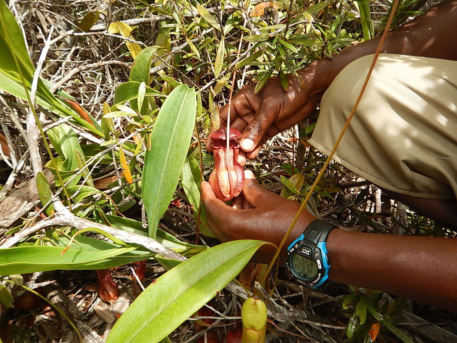 Nepenthes masoalensis habit