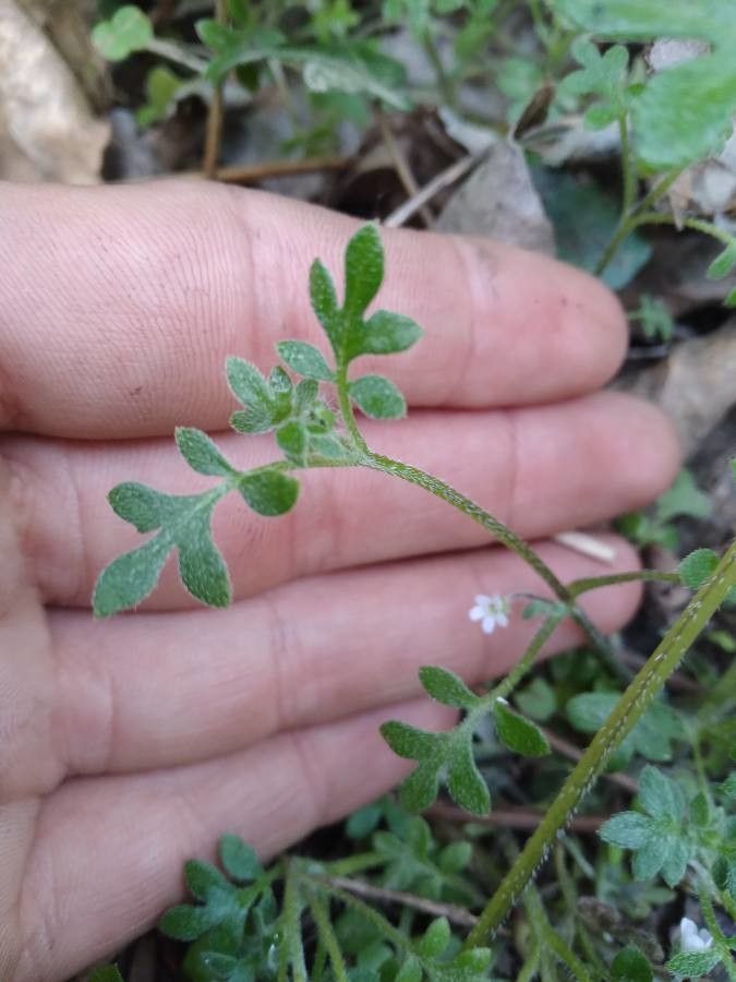 Nemophila parviflora — search result for 'Boraginaceae'