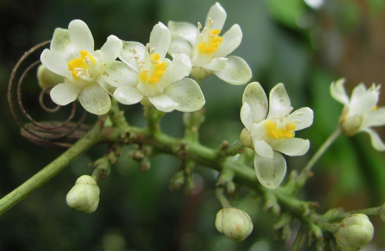 Paullinia pterocarpa flower