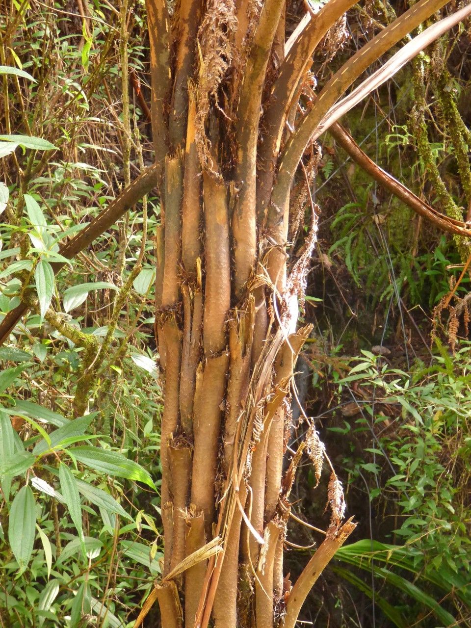 Cyathea glauca bark