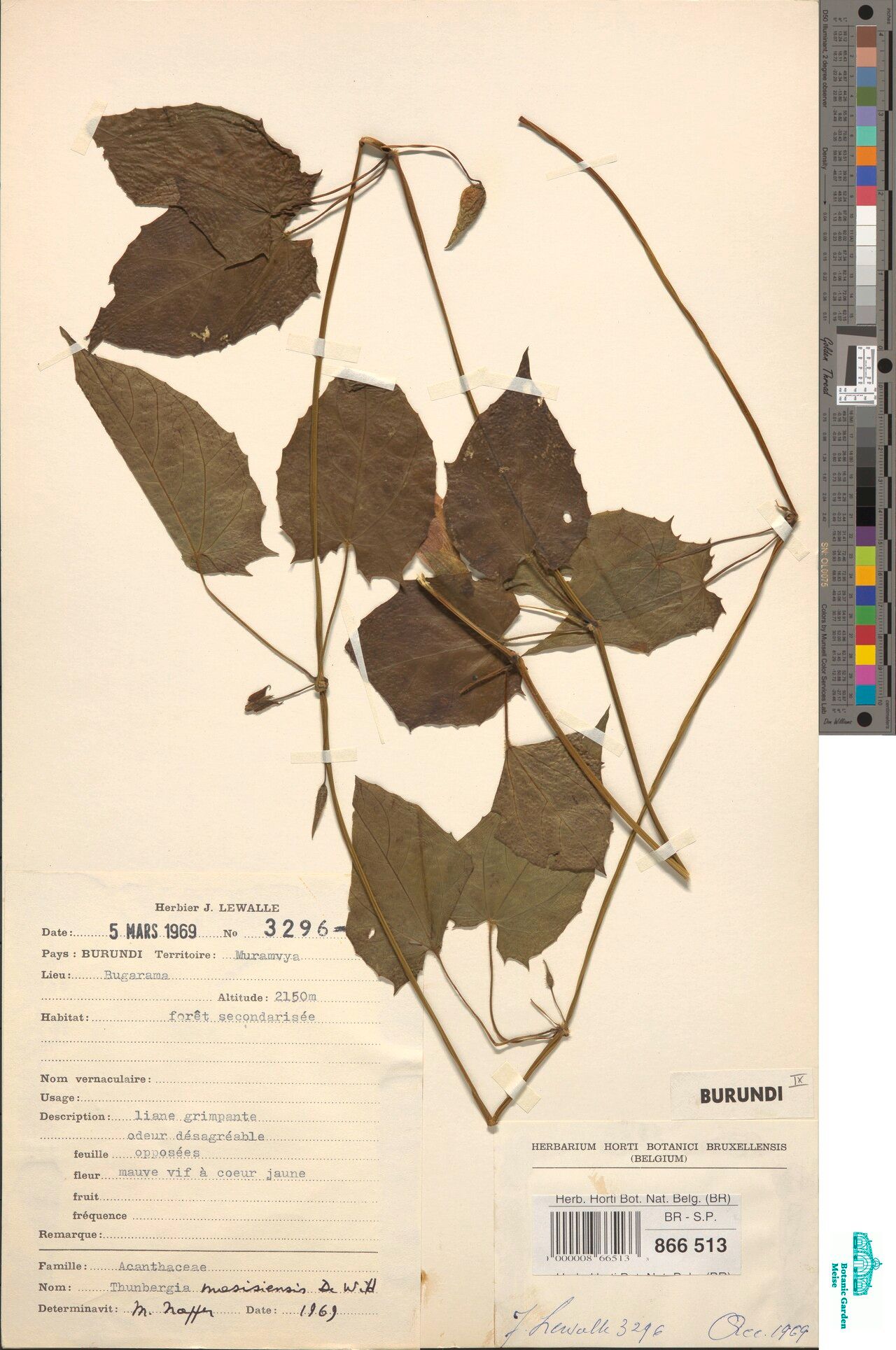 Thunbergia masisiensis — search result for 'Thunbergia'