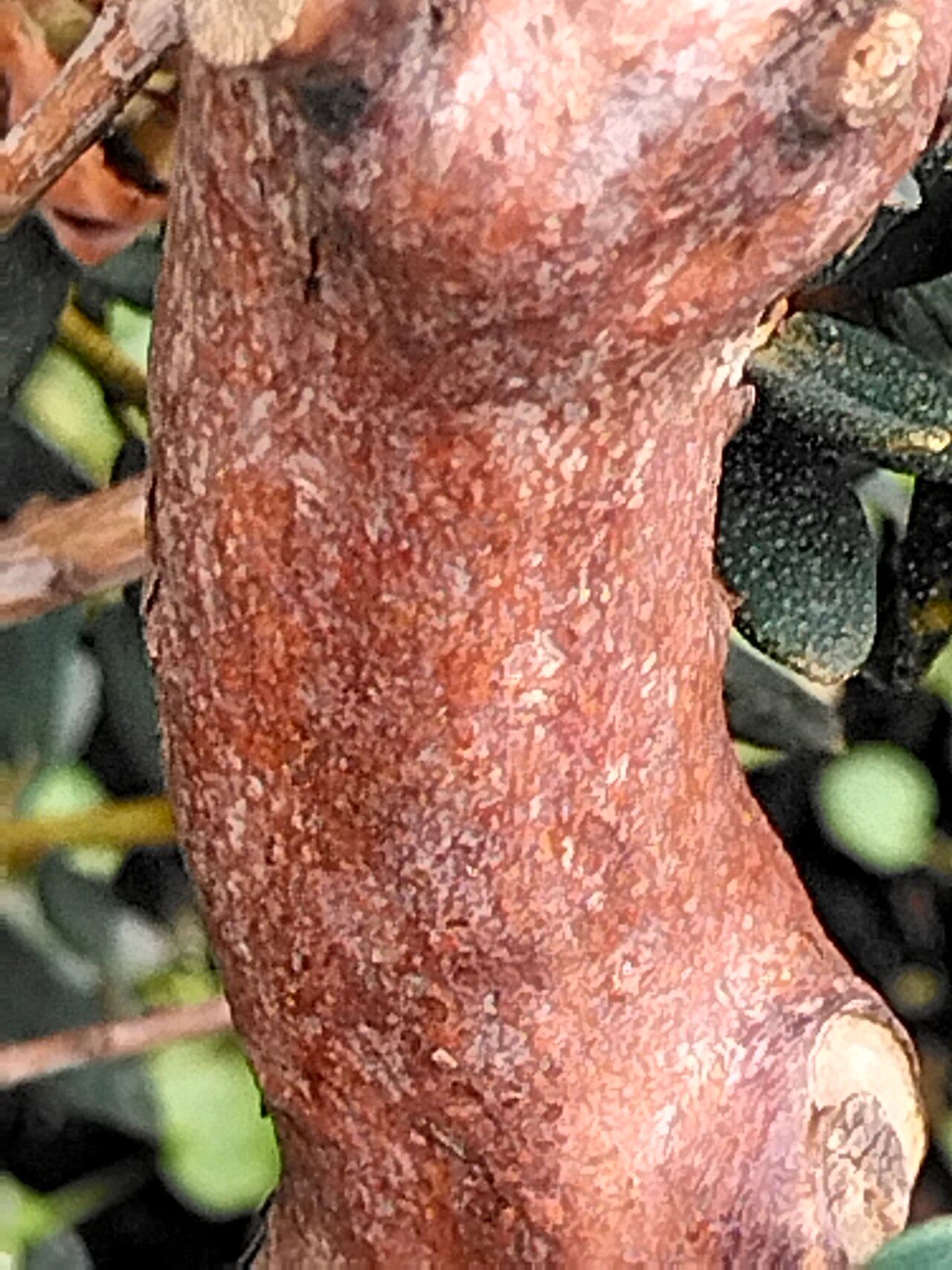 Rhododendron tapetiforme bark
