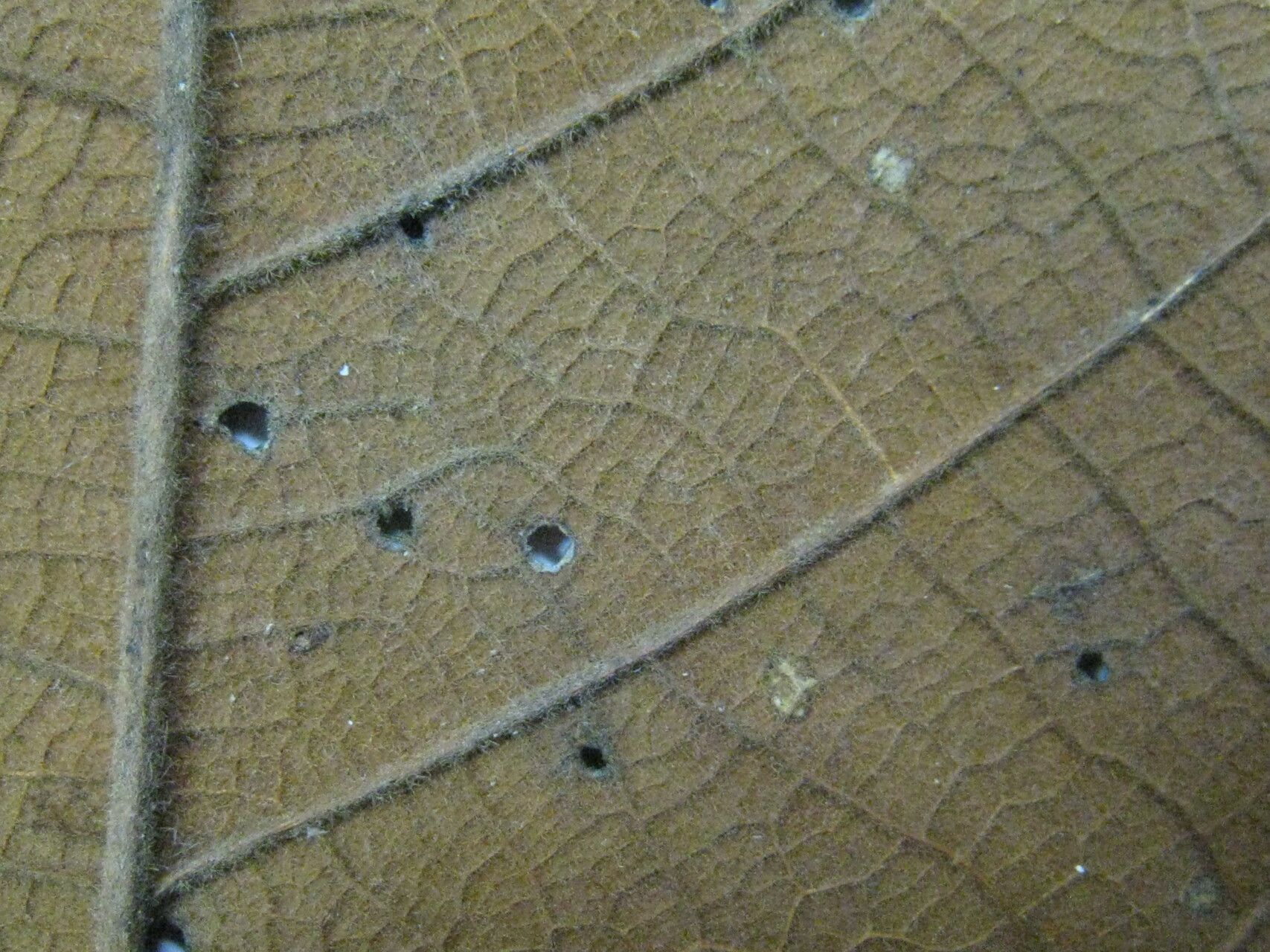 Sterculia multiovula other