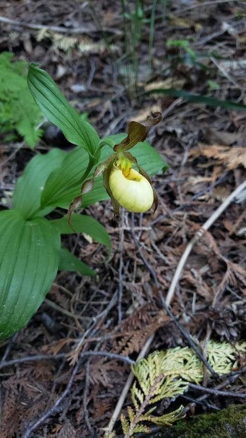 Cypripedium parviflorum flower